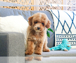 Small Photo #20 Poodle (Toy) Puppy For Sale in SYRACUSE, IN, USA