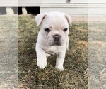 Small Photo #3 French Bulldog Puppy For Sale in PUEBLO, CO, USA