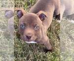 Small #3 American Staffordshire Terrier Mix