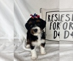 Small #2 Bernedoodle