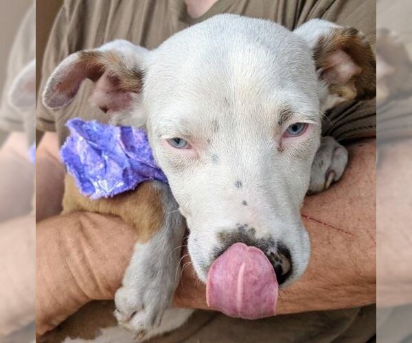 Medium Photo #4 Australian Shepherd-Catahoula Leopard Dog Mix Puppy For Sale in Pena Blanca, NM, USA