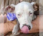 Small #3 Australian Shepherd-Catahoula Leopard Dog Mix