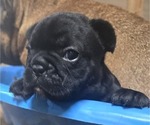 Puppy Puppy 3 French Bulldog