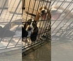 Small Photo #6 Basset Hound Puppy For Sale in MISSOURI CITY, TX, USA
