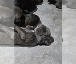 Small #22 Cane Corso