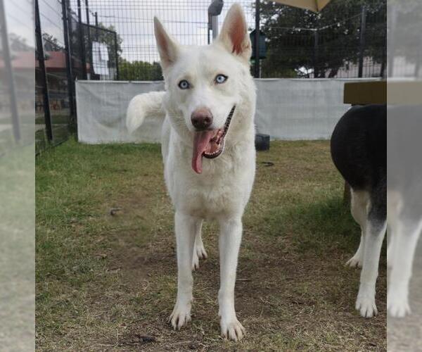 Medium Photo #1 Siberian Husky Puppy For Sale in San Antonio, TX, USA