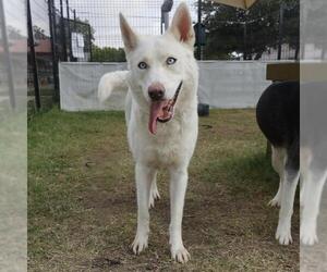 Siberian Husky Dogs for adoption in San Antonio, TX, USA