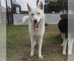 Small Siberian Husky