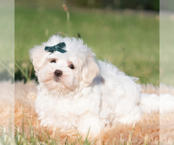 Medium Photo #3 Maltese Puppy For Sale in WARSAW, IN, USA