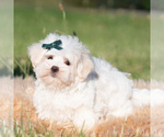 Small #2 Maltese