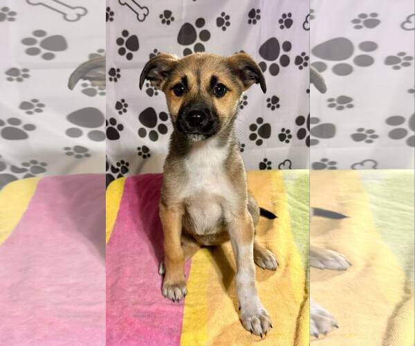Medium Photo #2 Australian Shepherd-German Shepherd Dog Mix Puppy For Sale in SHERBURNE, NY, USA