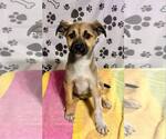 Small #1 Australian Shepherd-German Shepherd Dog Mix