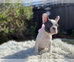 Small Photo #9 French Bulldog Puppy For Sale in HOLLISTER, CA, USA