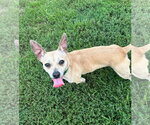 Small #2 Chihuahua Mix