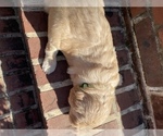 Small Photo #5 Goldendoodle Puppy For Sale in ALPHARETTA, GA, USA