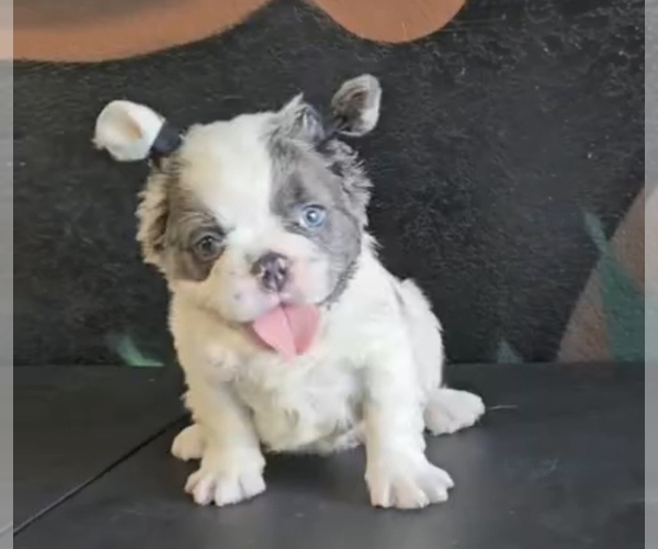 Medium Photo #2 French Bulldog Puppy For Sale in NEWPORT BEACH, CA, USA