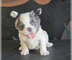 Small Photo #2 French Bulldog Puppy For Sale in NEWPORT BEACH, CA, USA