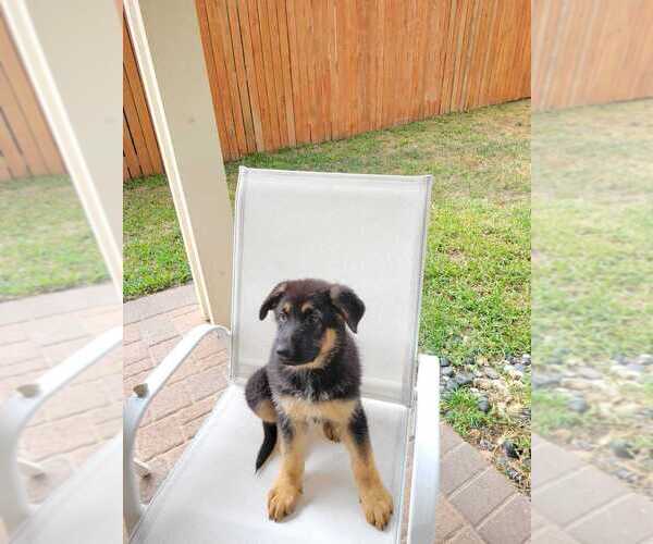 Medium Photo #1 German Shepherd Dog Puppy For Sale in SPRING, TX, USA