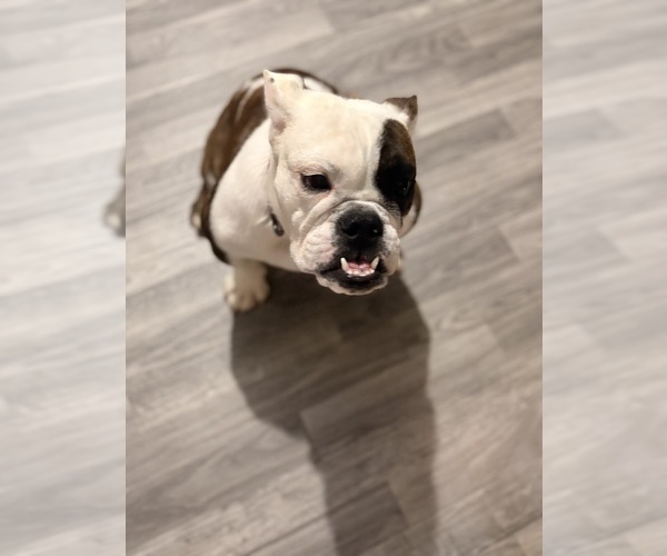 Medium Photo #2 English Bulldog Puppy For Sale in BRENTWOOD, TN, USA