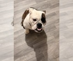 Small #1 English Bulldog
