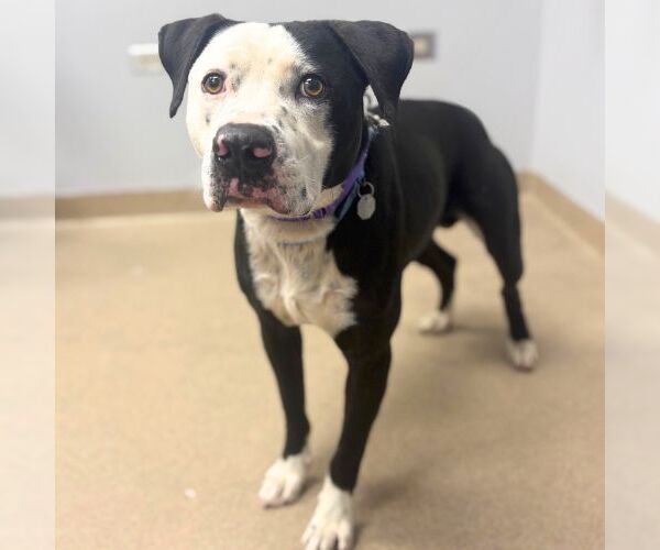 Medium Photo #1 Mutt Puppy For Sale in Aurora, CO, USA