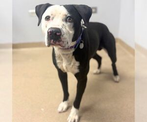 Mutt Dogs for adoption in Aurora, CO, USA