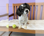 Small #1 Shih Tzu Mix