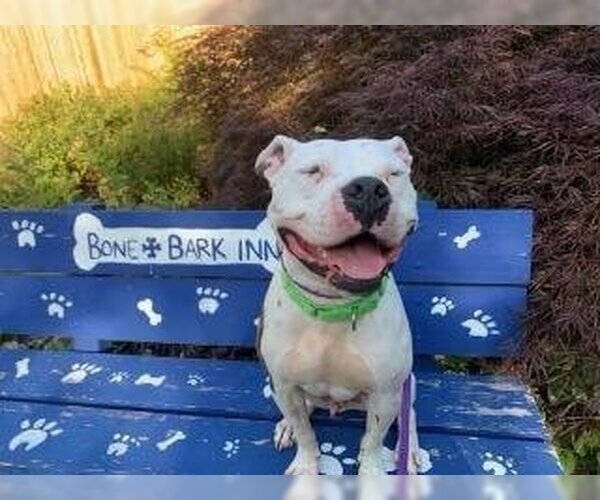 Medium Photo #2 Bullboxer Pit Puppy For Sale in Brewster, NY, USA