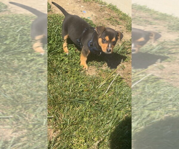 Medium Photo #3 Miniature Pinscher-Unknown Mix Puppy For Sale in Aurora, IN, USA