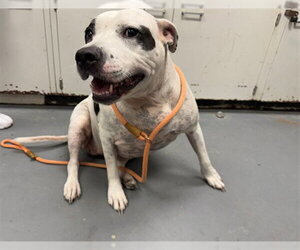 SHELBY - Female Mutt Dog for Adoption