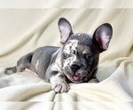 Litter of 6 - Male(s) and Female(s) French BulldogLitter of Puppies for Sale - Photo #5