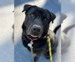 Small #12 Labrador Retriever Mix