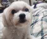 Small Photo #1 Maltese Puppy For Sale in CHESAPEAKE, VA, USA