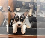 Puppy Chunk Pembroke Welsh Corgi