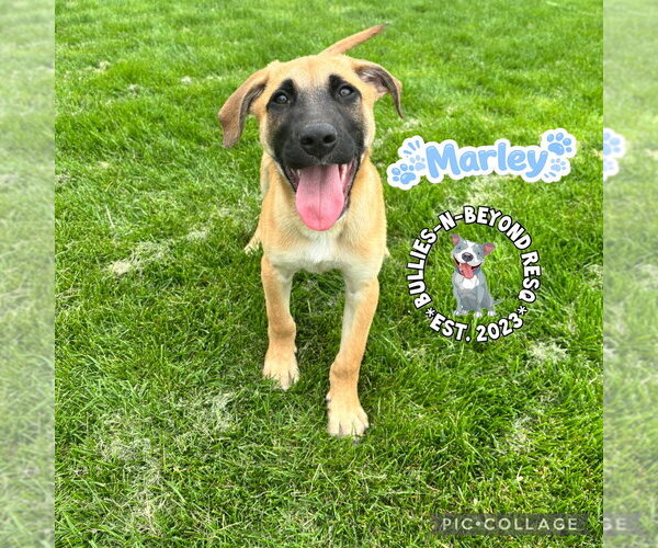 Medium Photo #6 Mutt Puppy For Sale in Omaha, NE, USA
