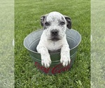 Small #3 American Bulldog