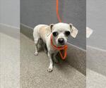 *WHOLE WHEAT - Female Chihuahua-Unknown Mix Dog for Adoption - Small photo