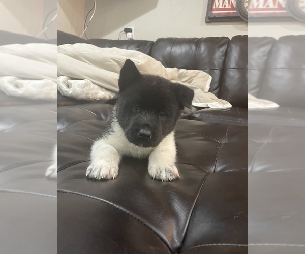 Medium Photo #8 Akita Puppy For Sale in ARVADA, CO, USA