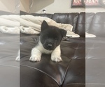 Small Photo #8 Akita Puppy For Sale in ARVADA, CO, USA