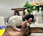 Puppy India YorkiePoo