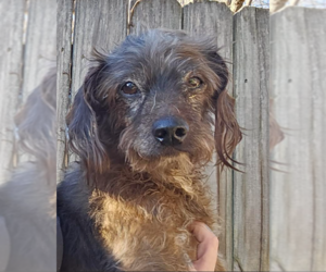 Dachshund-Unknown Mix Dogs for adoption in Cranston, RI, USA