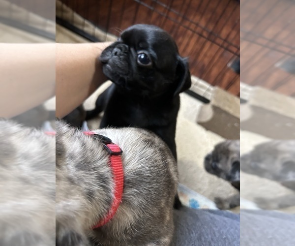 Medium Photo #5 Pug Puppy For Sale in BLOOMINGTON, IL, USA