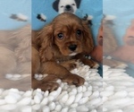 Small Photo #2 Cavalier King Charles Spaniel Puppy For Sale in MARTINSVILLE, IN, USA