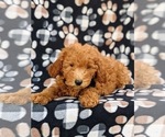 Small Photo #6 Goldendoodle (Miniature) Puppy For Sale in AIRVILLE, PA, USA