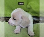 Small #6 Dachshund