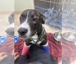 Small #2 American Pit Bull Terrier-Labrador Retriever Mix
