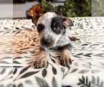 Small Photo #2 Australian Cattle Dog Puppy For Sale in GREENWOOD, IN, USA