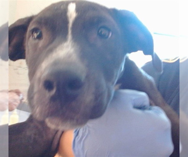 Medium Photo #1 Mutt Puppy For Sale in Sacramento, CA, USA