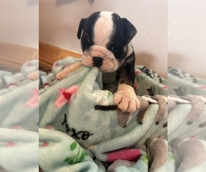 English Bulldog Puppy for Sale in WYTHEVILLE, Virginia USA