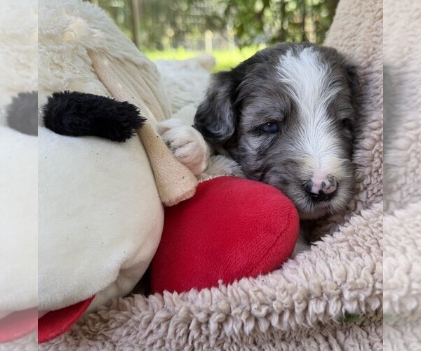Medium Photo #10 Goldendoodle Puppy For Sale in PIERSON, FL, USA